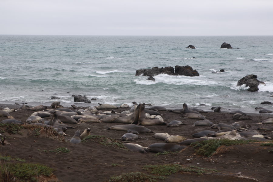 The Lost Coast Trail