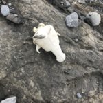 The Lost Coast Trail