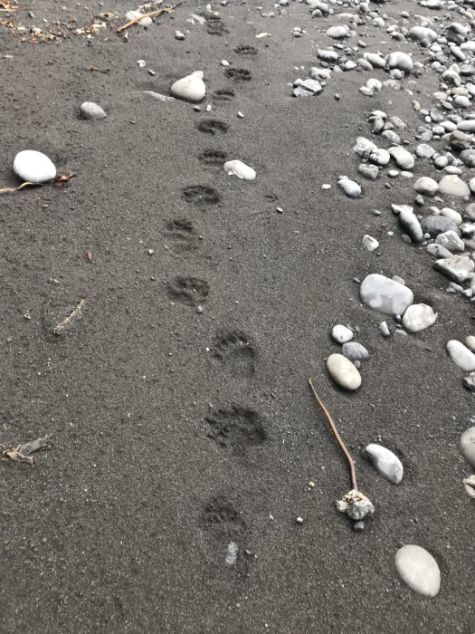 The Lost Coast Trail