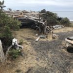 The Lost Coast Trail