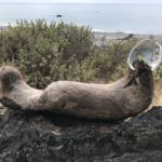 The Lost Coast Trail