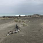 The Lost Coast Trail